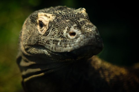 Varánusz (állatkert, varánusz)