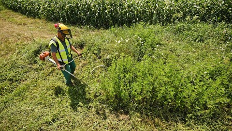 allergia (allergia, parlagfű)