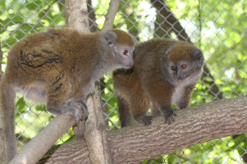 bambuszmakik (bambuszmakik)