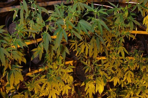 cannabis (indiaikender)