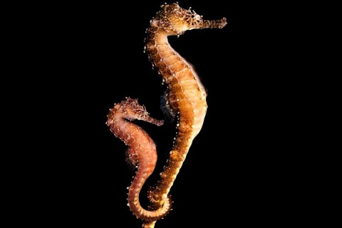 csikóhal (csikóhal, )