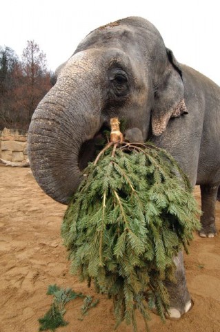 elefant(960x640)(1).jpg (elefánt)