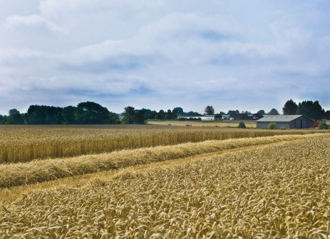 foldmuveles(960x640)(3).jpg (földművelés)