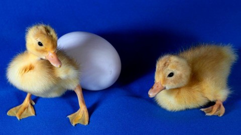 kacsatojás (kiskacsa)