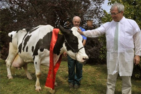 kedves tehén (ingyenes, kedves tehén)