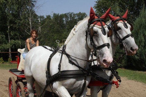 keresztes ildikó (keresztes ildikó)
