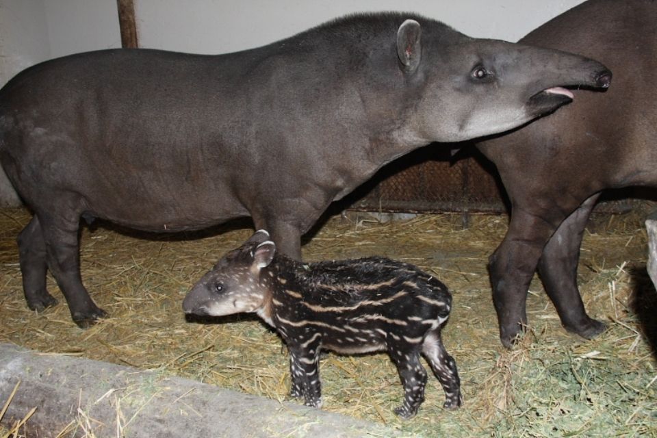 kis tapír (kis tapír)