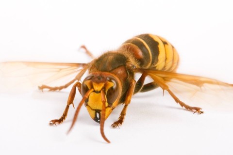 lódarázs (lódarázs)