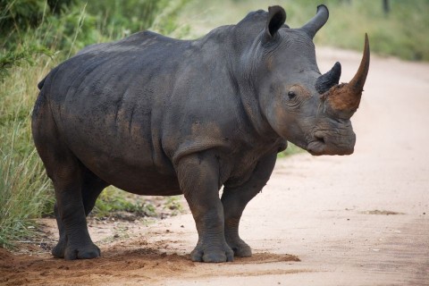 orrszarvú (orrszarvú)