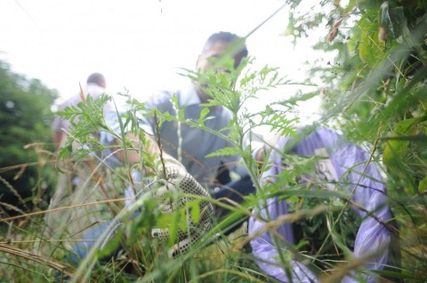 parlagfu(960x640)(2).jpg (parlagfű)