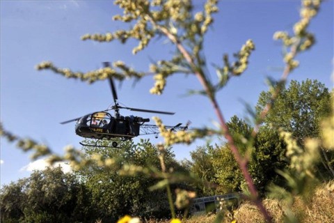 parlagfű-helikopter (ingyenes, )