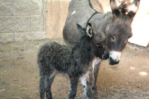 szamár (szamár, napi cuki, )