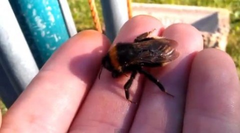 Dongó újraélesztése (dongó, )