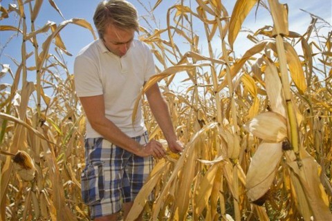 aszály (ingyenes, )