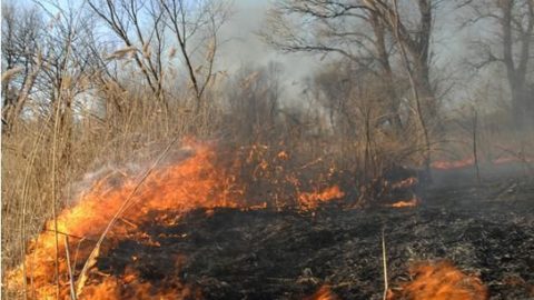 avartűz (avartűz, )