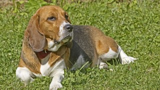 beagle (beagle, )