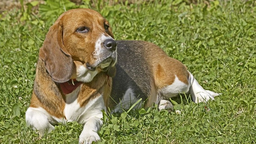 beagle (beagle, )