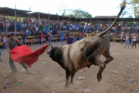 bikaviadal (bikaviadal, )