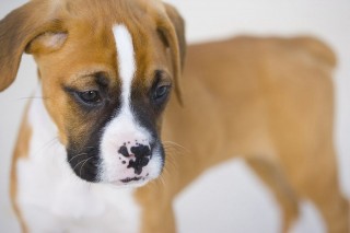 boxer (boxer, kutya, napi cuki, )