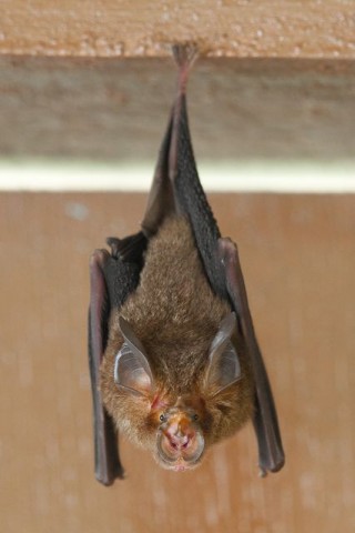 denevér (denevér, )