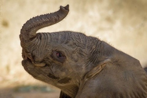 elefánt (elefánt, napi cuki, )