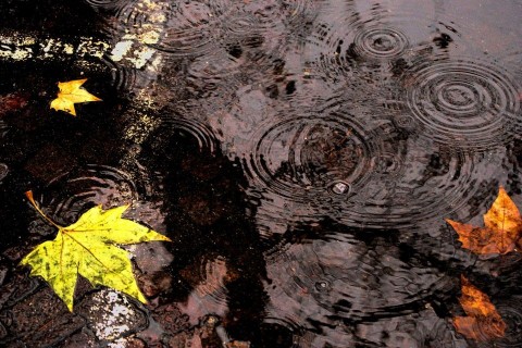 eső-ősz (ősz, őszi eső)