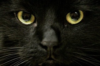 fekete cica (fekete macska, )