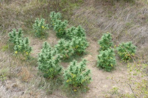 kábítószer-ültetvény (marihuána)