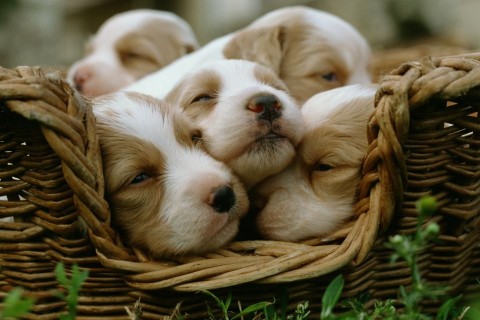 kutyusok (kiskutyák, )