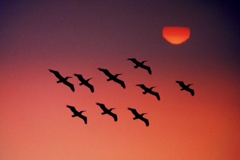 madárvonulás (madarak, )