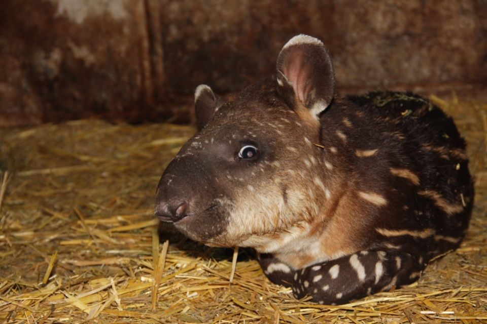 maia-tapír (tapír, )