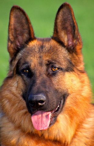 németjuhász (németjuhász, kutya, )