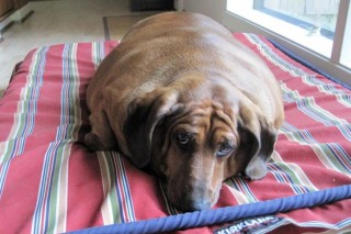 obie-kövér-kutya (legkövérebb kutya)