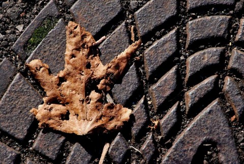 ősz (ősz, falevél, )