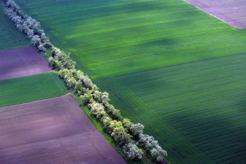 szántóföld (föld, mezőgazdaság, )