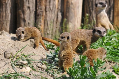 szurikáták (szurikáták)