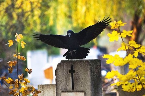 temeto(210x140)(4).jpg (temető, )