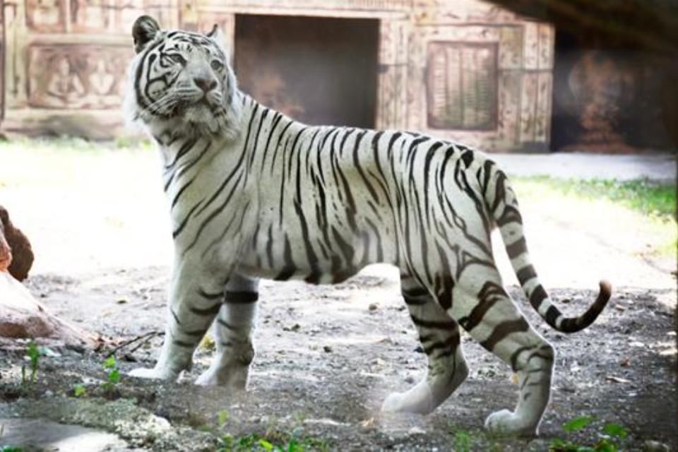 tigris (bengáli tigris, )