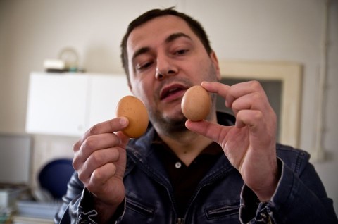 tojas(960x640)(1).jpg (tojás)