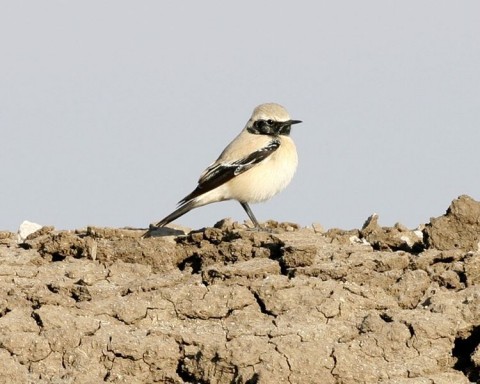 Hantmadár (madár, )