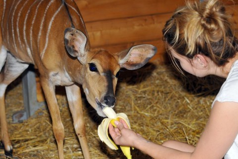 Nyala az állatkertben (Nyala)