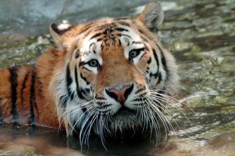 Szibériai tigris (Szibériai tigris)