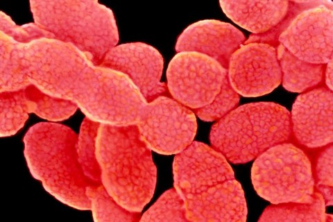 baktérium (baktérium)