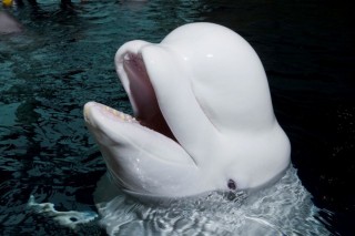 beluga (fehér delfin, )
