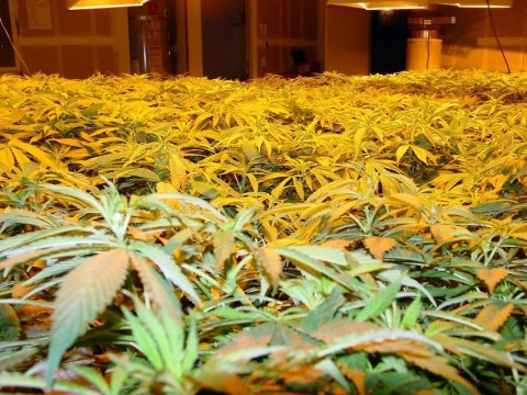 cannabis (cannabis, )