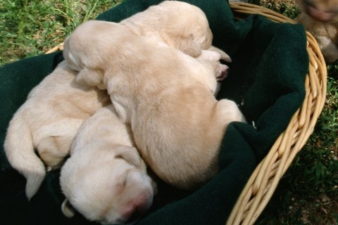 kiskutyák (kutyus, kutyák, kutya)