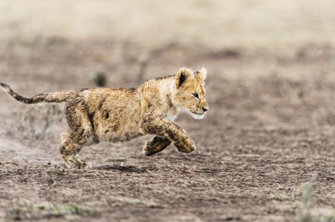 oroszlán (oroszlán, )