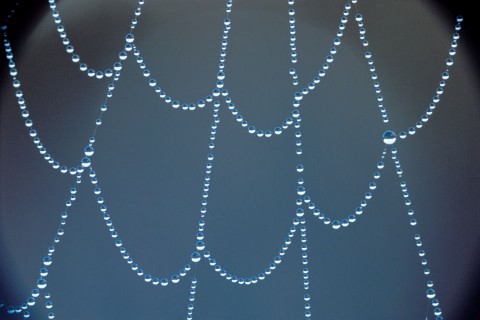 pókháló (pókháló, )