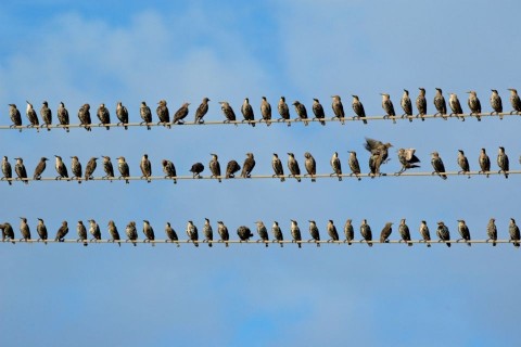 seregély (seregély)