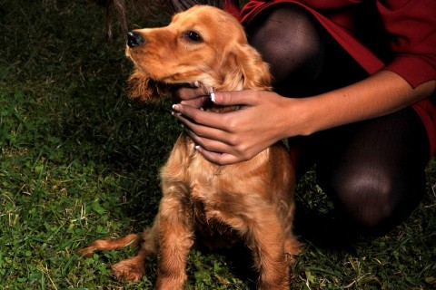 spániel (spániel, )